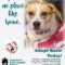 Copy Of Copy Of Copy Of Pet Adoption Awareness Poster Regarding Dog Adoption Flyer Template