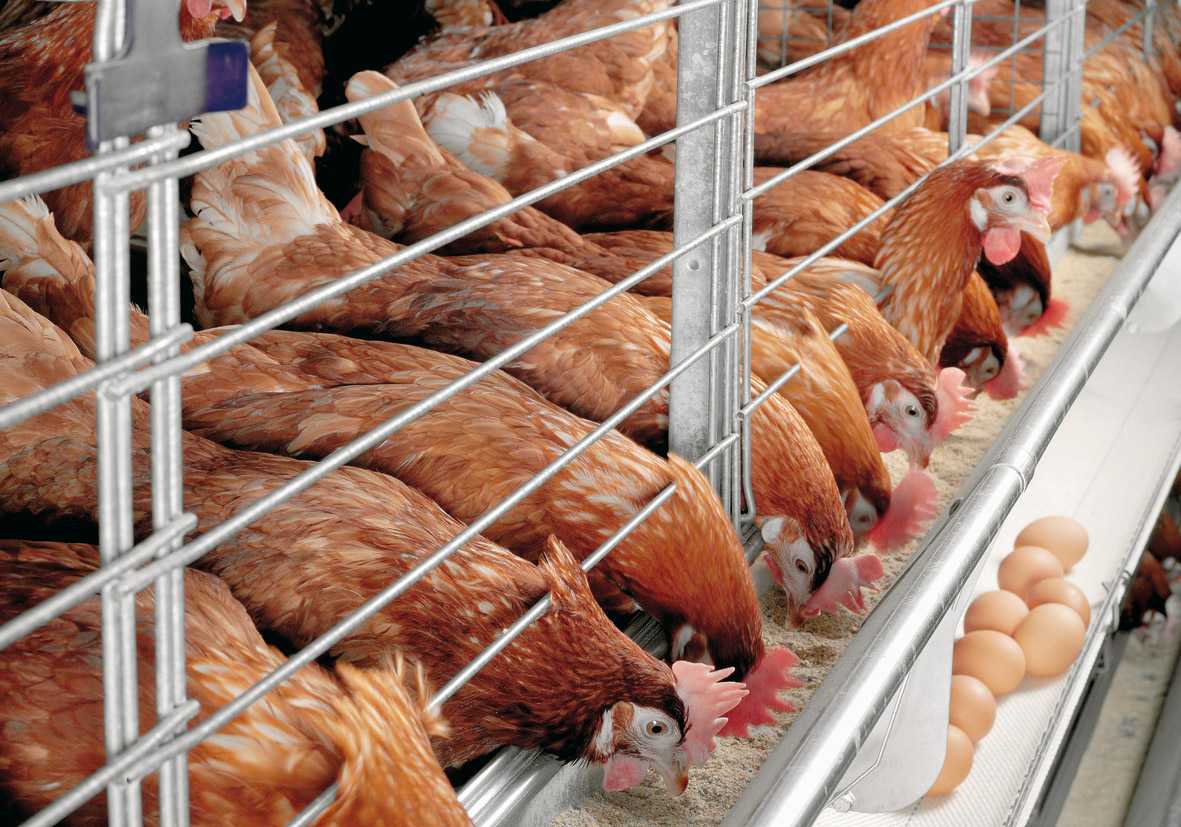 How To Start Poultry Farming In Nigeria (Business Plan) For Free Poultry Business Plan Template