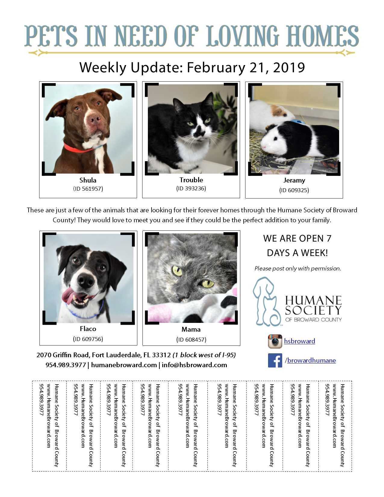 Weekly Pet Flyer: February 21, 2019 – Humane Society Of Regarding Dog Adoption Flyer Template